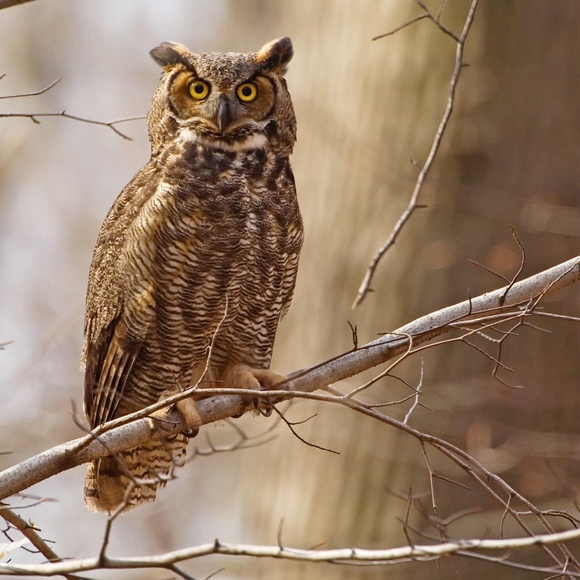 Meet your Posher, Elizabeth - Picture 1 of 1